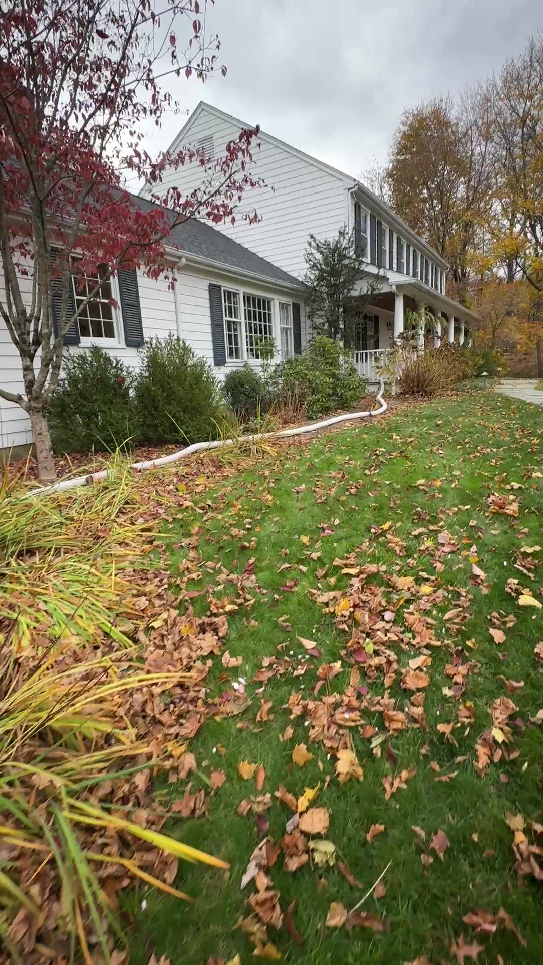 Cellulose New Canaan #3